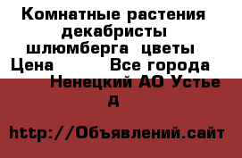 Комнатные растения, декабристы (шлюмберга) цветы › Цена ­ 300 - Все города  »    . Ненецкий АО,Устье д.